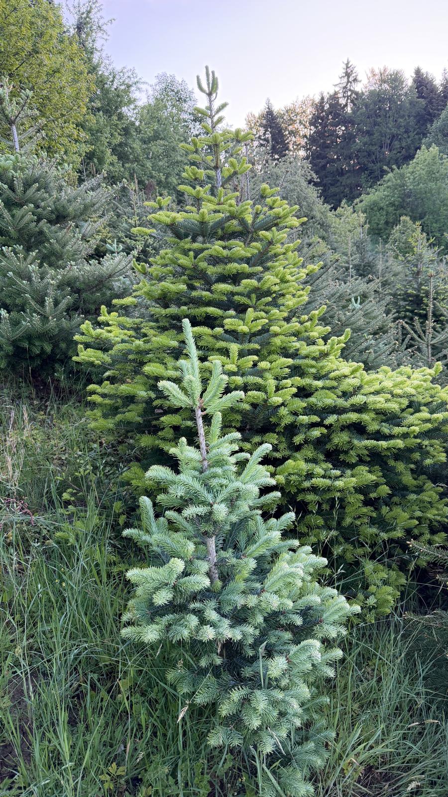 Christbaum – Bild 2