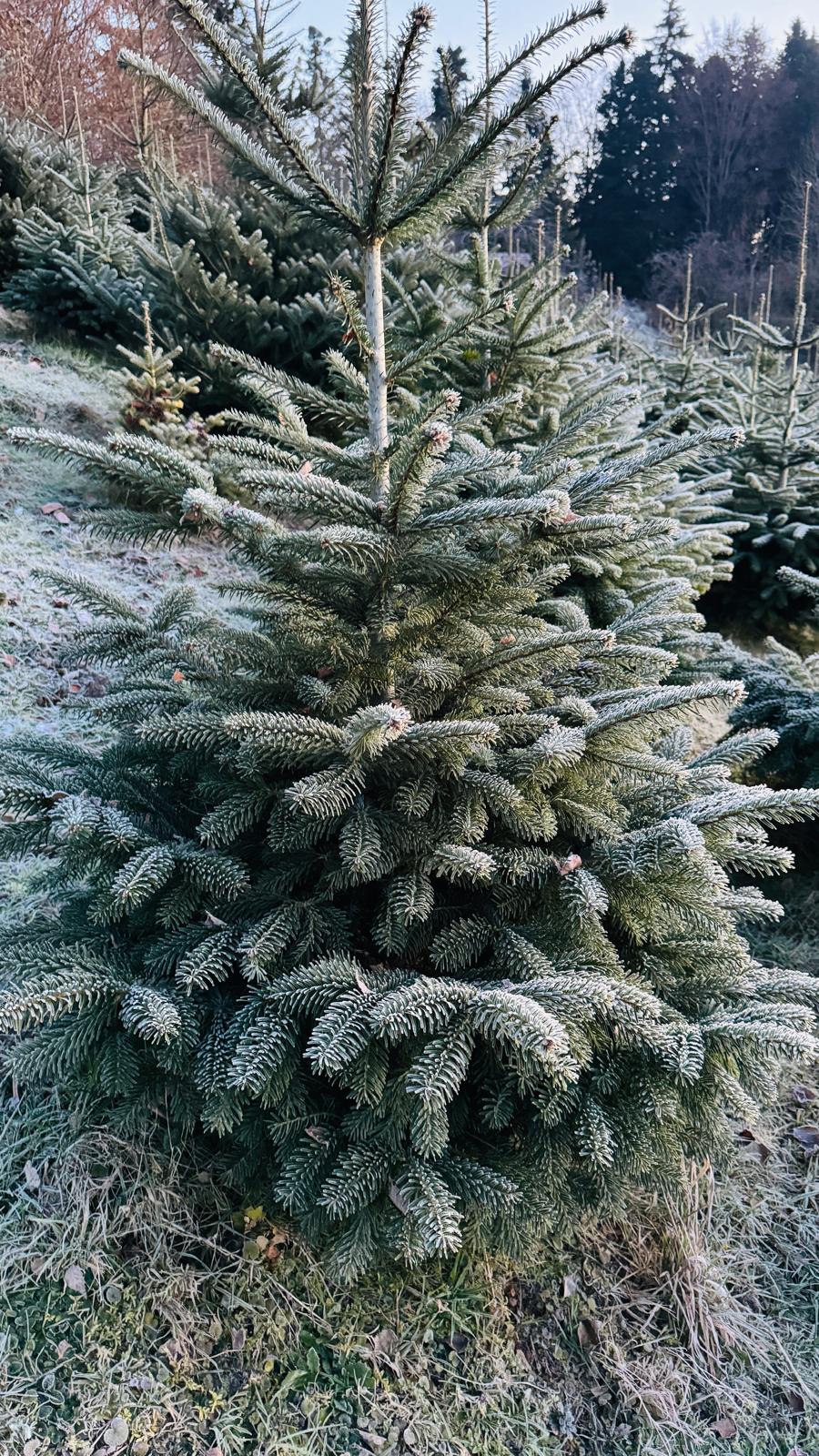 Christbaum