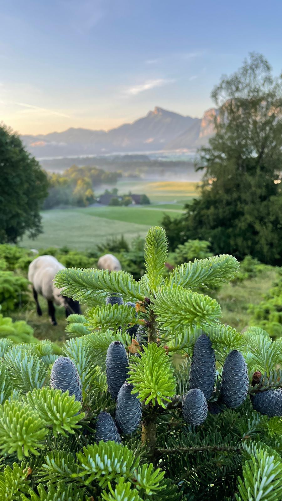 Christbaum – Bild 4
